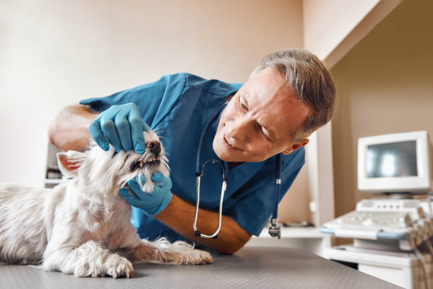 Best Weekend Emergency Dentist in Duncansville, PA